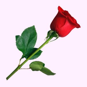 دانلود آهنگ بالاتر از گل بهش نگین یه وقت خانم بدش میاد