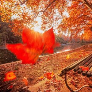 دانلود آهنگ  ای بغض پاییزی بگو کی میروی از کوچه ها