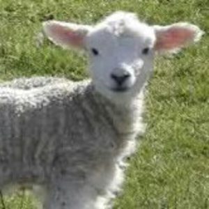 دانلود آهنگ ببعی شیطون بلا بامزه و ناقلا ترند اینستا دانلود آهنگ ببعی شیطون بلا بامزه و ناقلا ترند اینستا