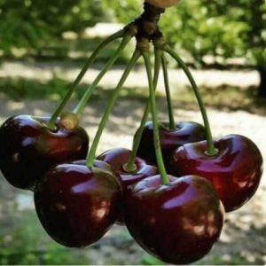 دانلود آهنگ گیلاس گیلاس بانو
