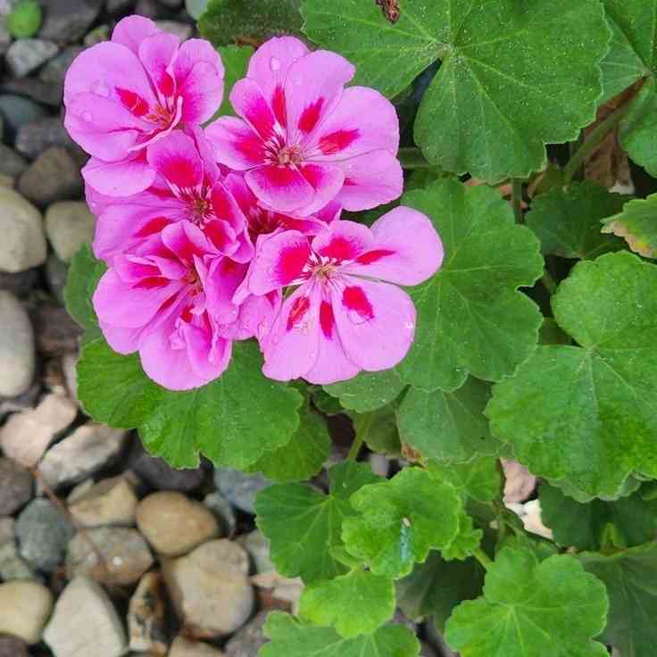 دانلود اهنگ احتیاج دارم به یه خوشحالی از ته دل به خندیدن بدون مکث