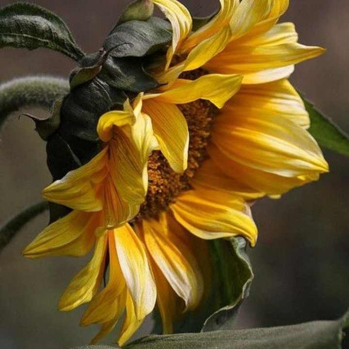 دانلود اهنگ ای بی پلنه آی بری باخ بری باخ