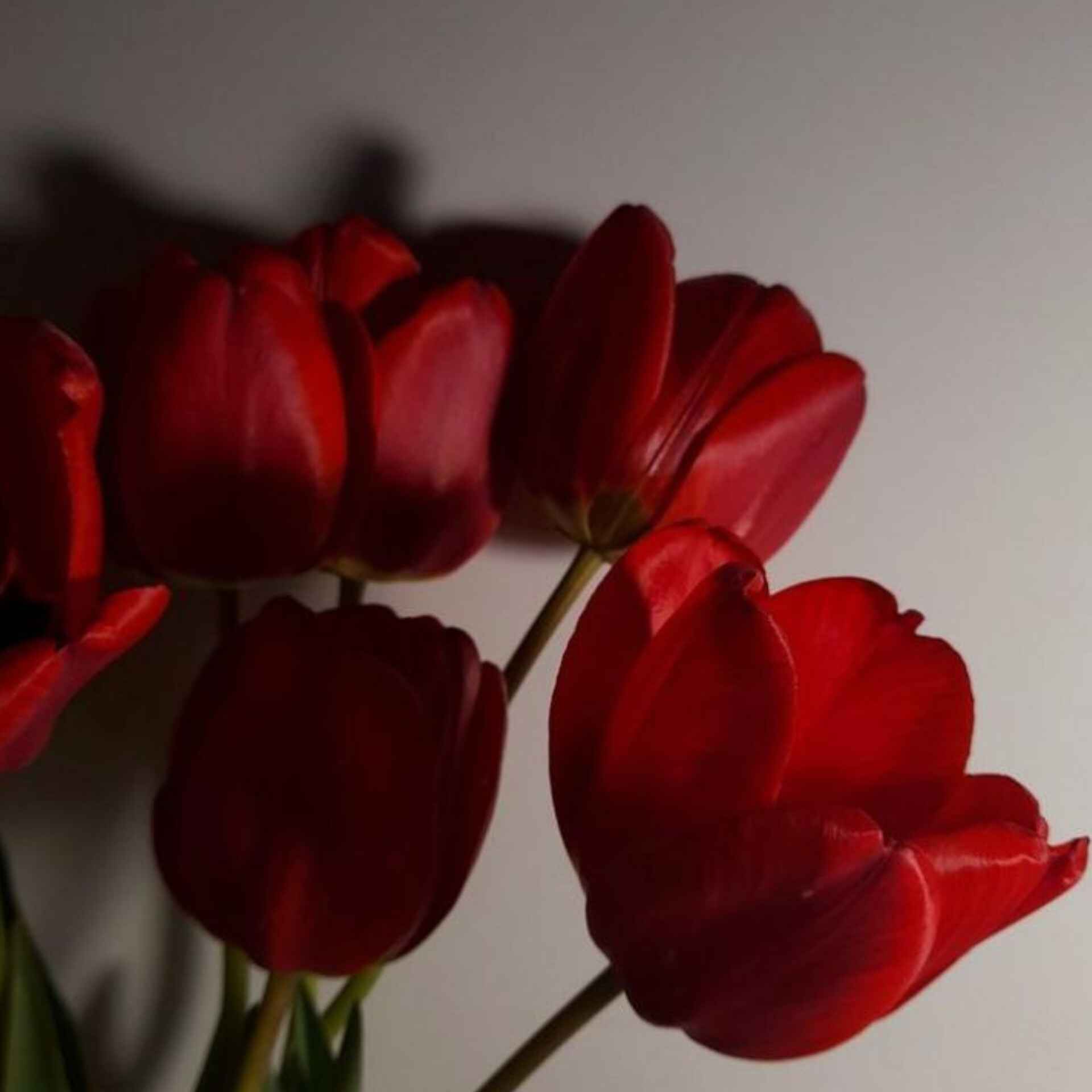 دانلود اهنگ بیا بگو میمونی پیشم همیشه با صدای زن