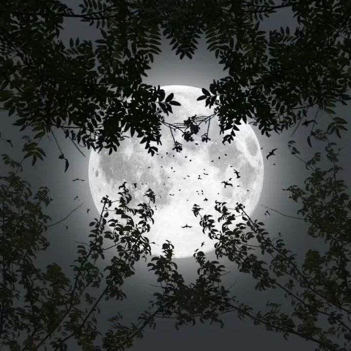 دانلود اهنگ غزال هرچه زنی بزن و مزن طعنه به روزگار من